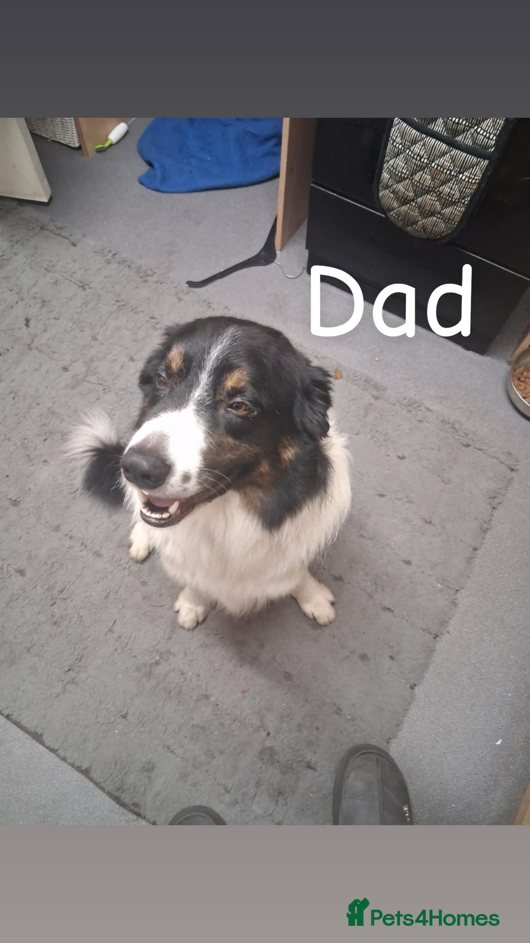 Mixed Breed dogs for sale: Border collie mix pups - Advert 18