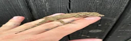 Anole reptiles for sale: Cuban False Chameleons  - Advert 4