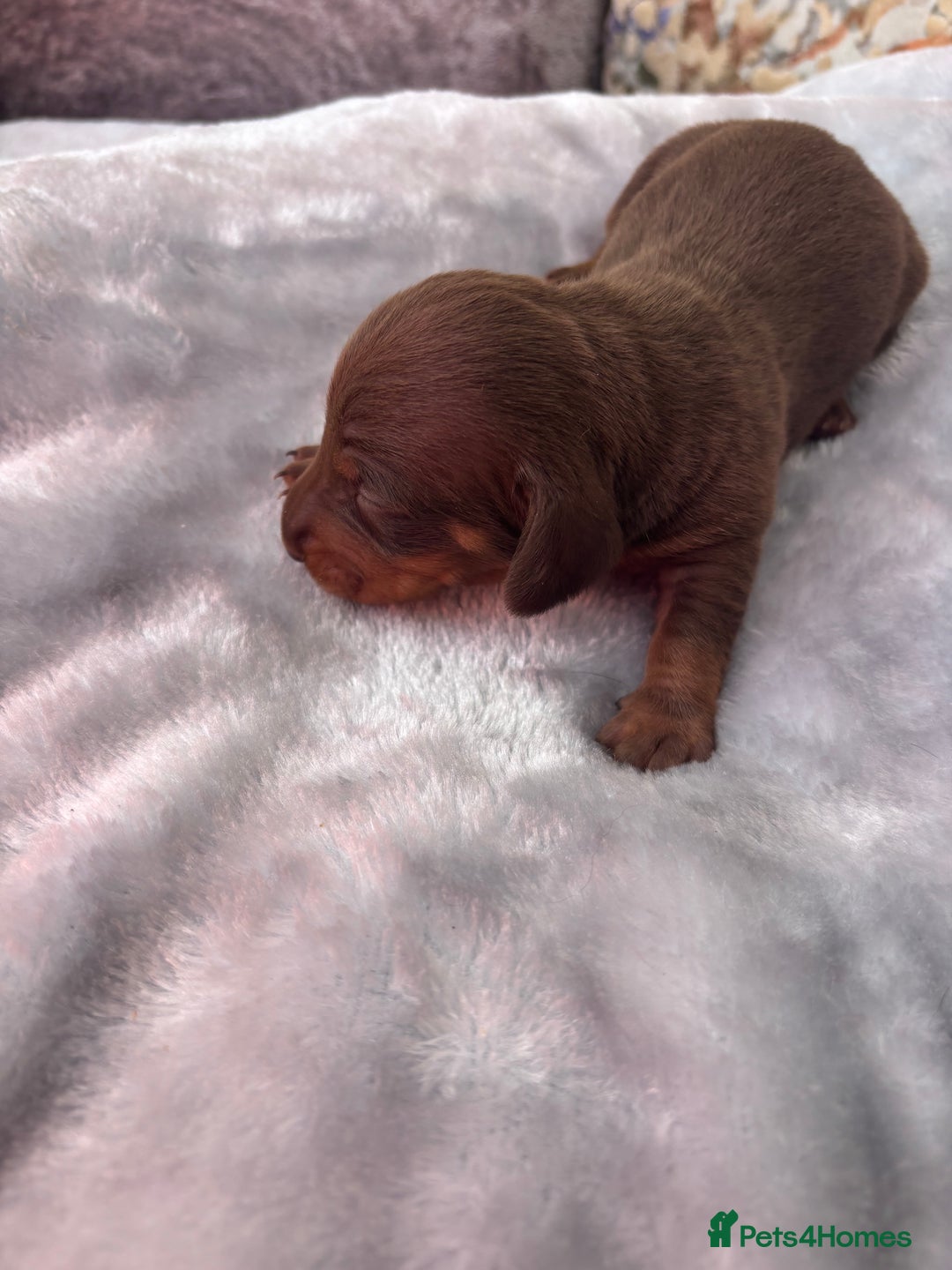 Miniature Dachshund dogs for sale: Miniature dachshund smooth hair pups  - Image 15