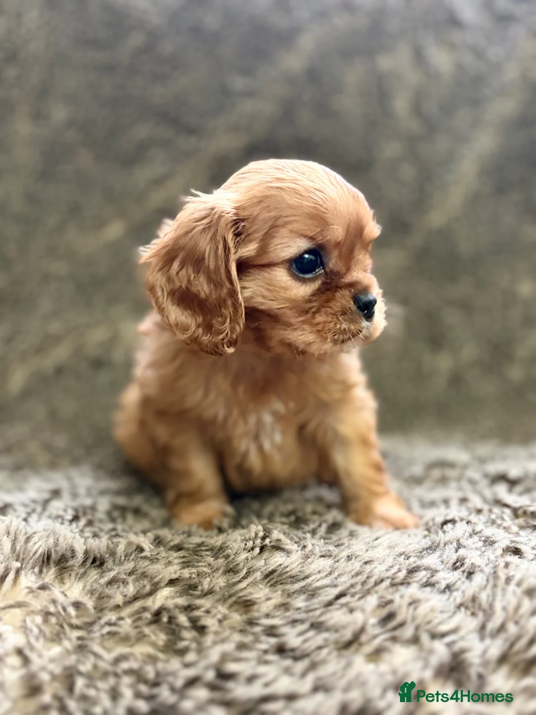 Cavalier King Charles Spaniel dogs for sale: Kc registered Cavalier King Charles Spaniel - Advert 2