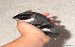 Hamster rodents for sale: BABY TAME PEDIGREE SYRIAN HAMSTER PUPS - Image 7