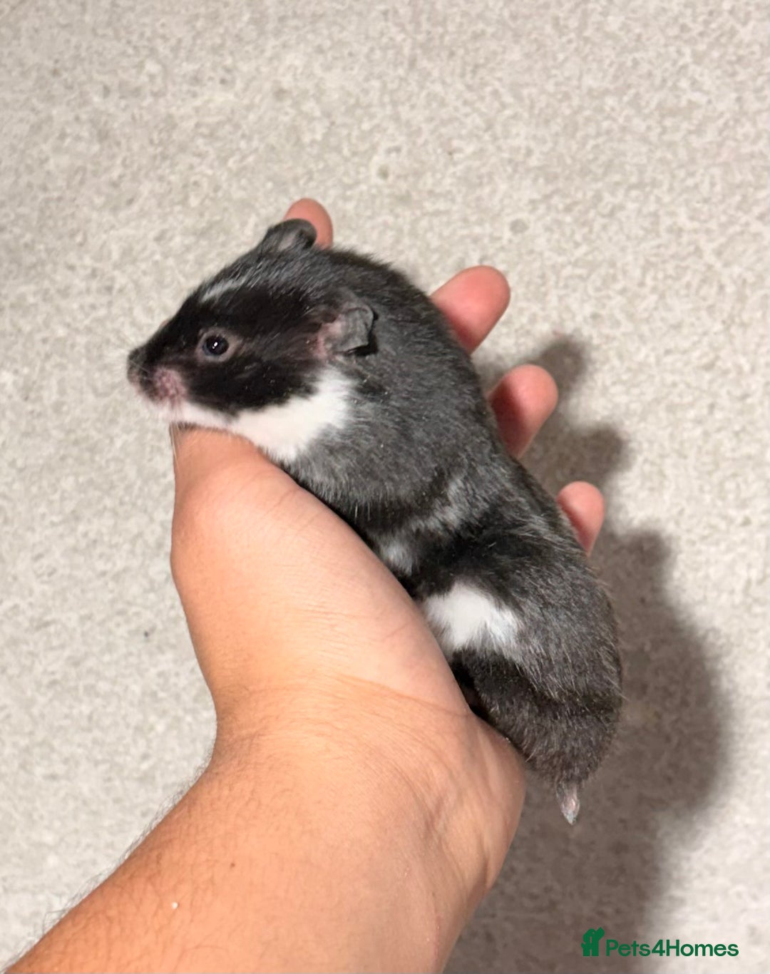 Hamster rodents for sale: BABY TAME PEDIGREE SYRIAN HAMSTER PUPS - Image 7