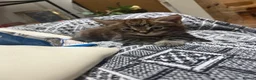 Mixed Breed cats for sale: Main coon x Russian blue mix - Advert 7