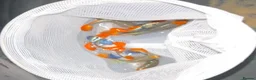 Live Bearers fish for sale: Adolescent Dumbo Ear Tuxedo Koi Guppy (Male) - Advert 3