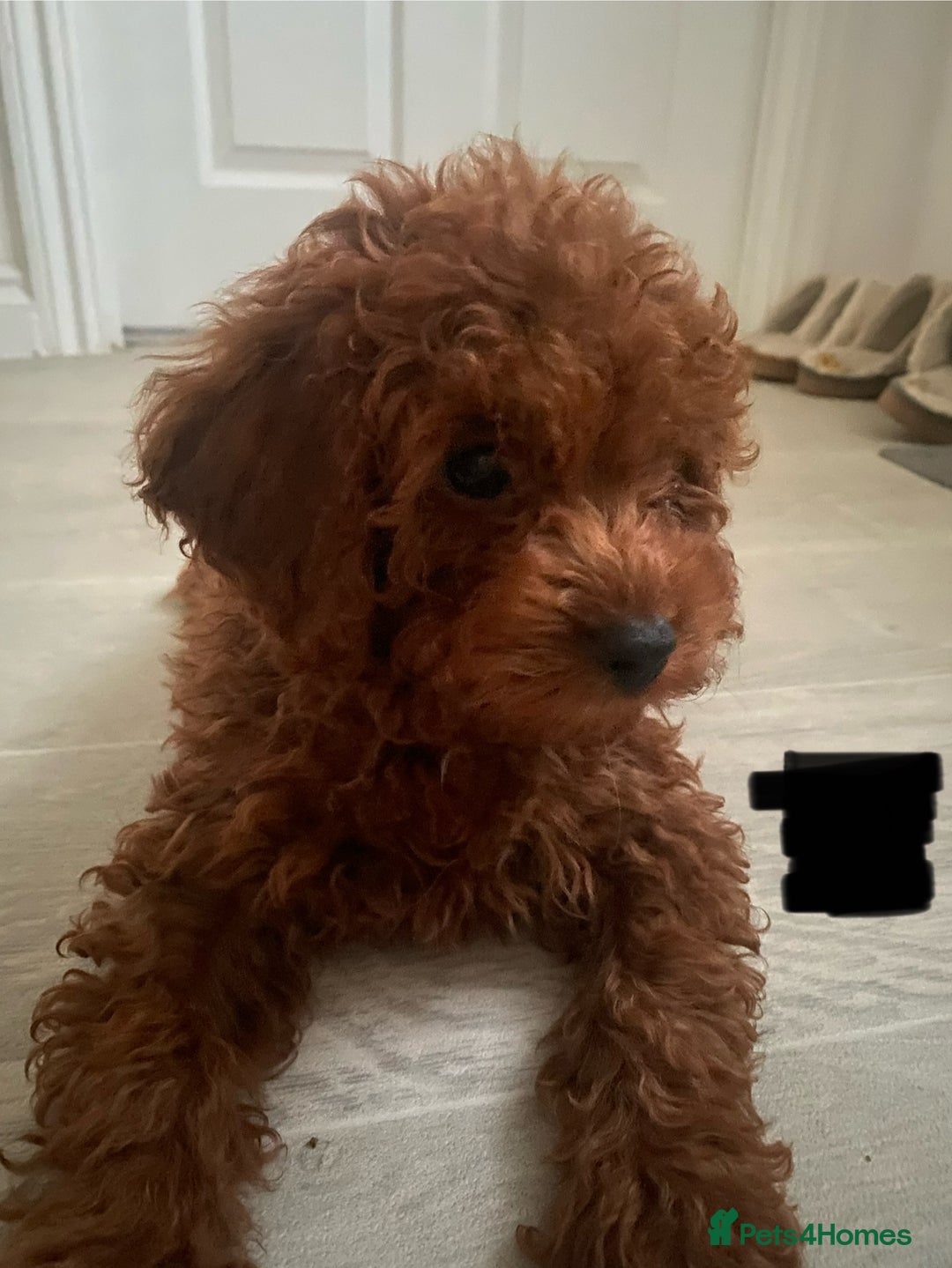 Cavapoo dogs for sale: Health Tested - Toy Cavapoo’s F1b  - Image 10
