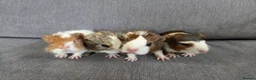 Guinea Pig rodents for sale: Baby guinea pigs for sale - Advert 6