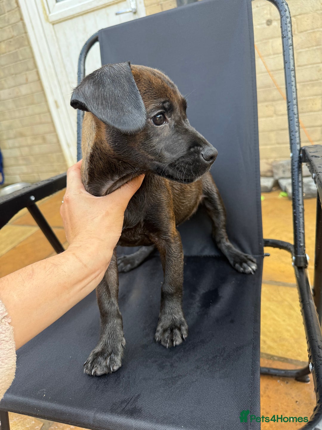 Patterdale Terrier dogs for sale: Female patterdale pup - Image 3