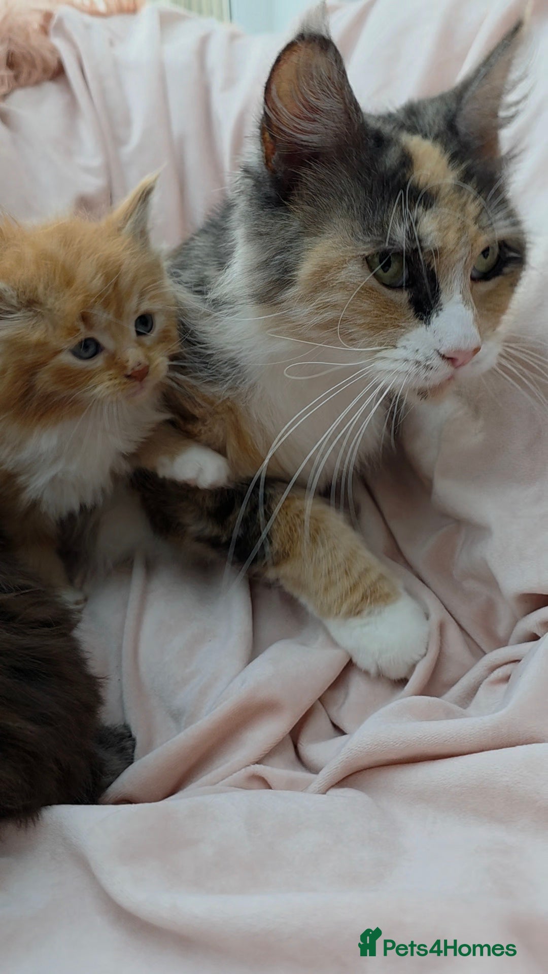 Maine Coon cats Fluffy Maine Coon Kittens for Sale - Advert 6