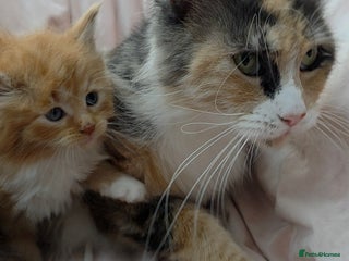 Maine Coon cats Fluffy Maine Coon Kittens for Sale - Advert 6