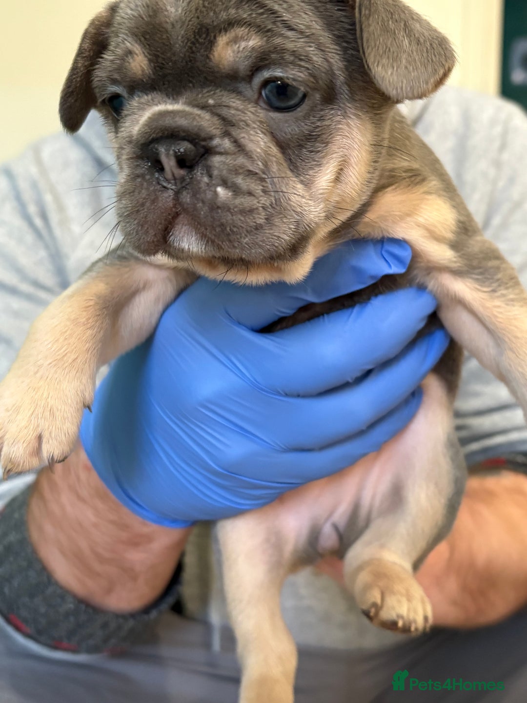 French Bulldog dogs for sale: Beautiful blue and tan French bulldogs  - Advert 3