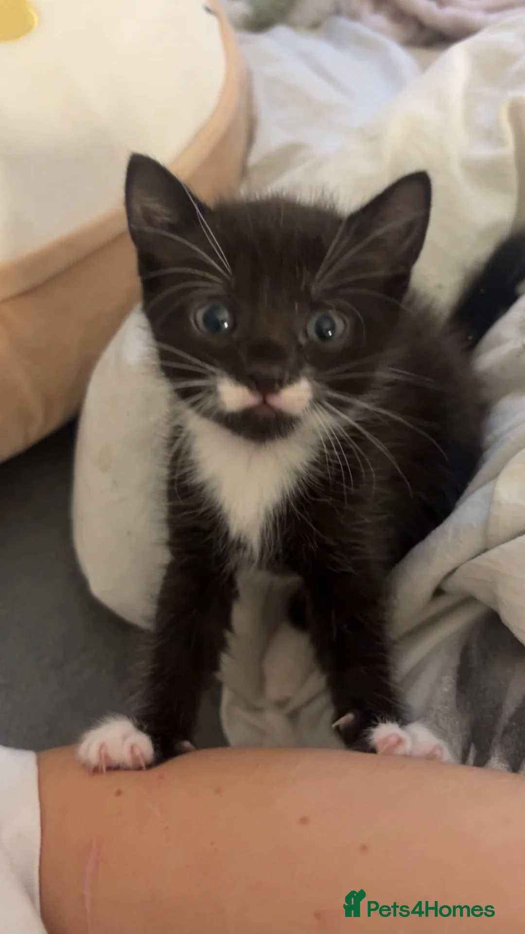 Mixed Breed cats for sale: Kittens for sale  in Croydon - Advert 3