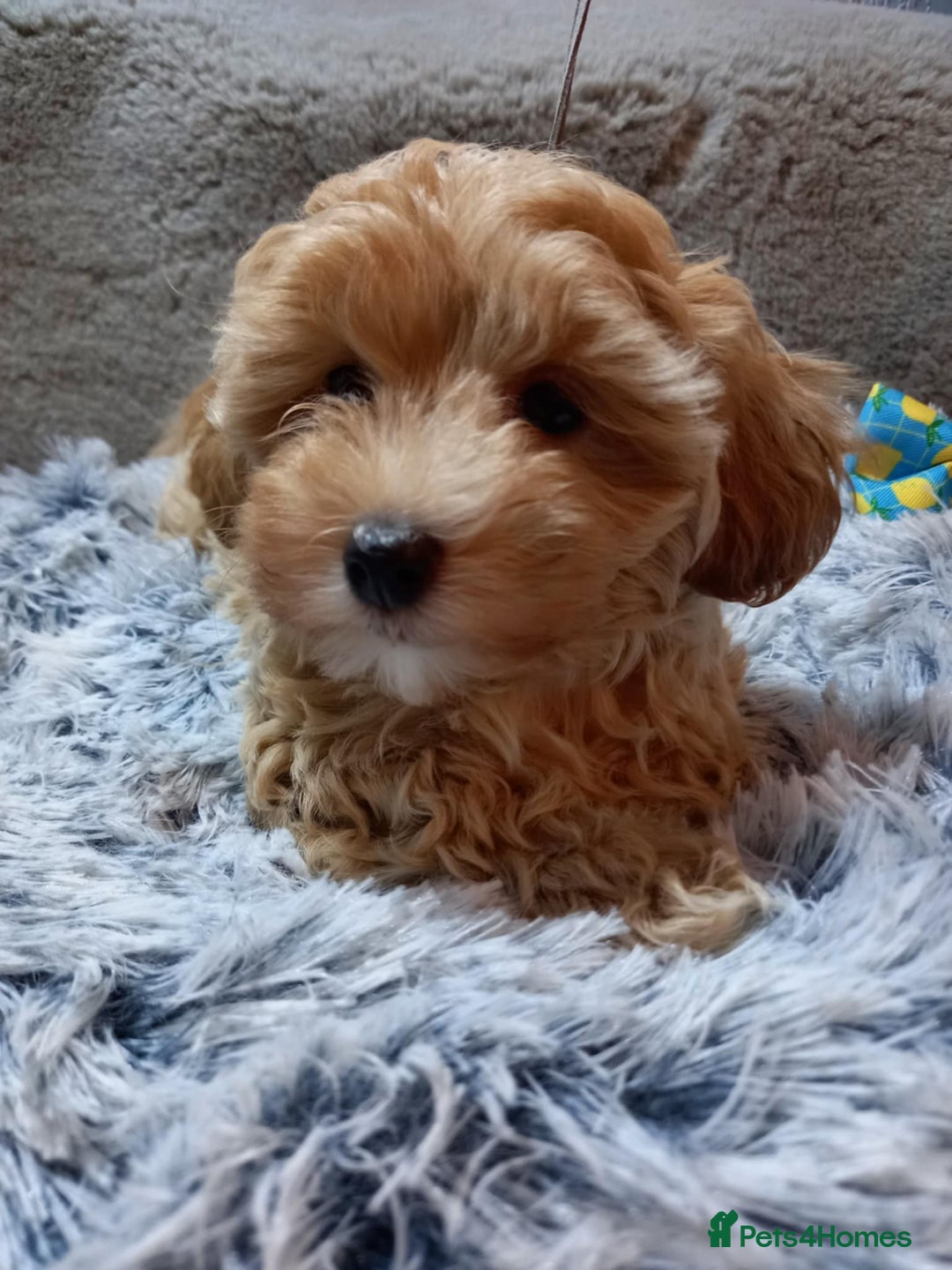 Maltipoo dogs for sale: Beautiful F1 Puppies for Sale! - Advert 13
