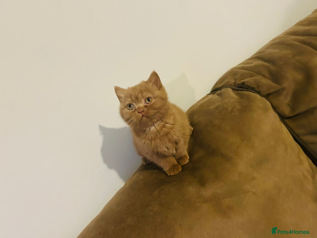 British Shorthair cats for sale: Two Adorable British Shorthair Kittens   - Advert 3