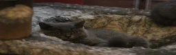 British Shorthair cats for sale: Cute babies ready for their new 🏠🐱🥰 - Advert 22