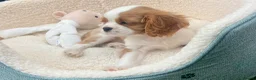 Cavalier King Charles Spaniel dogs for sale: Kc Reg, fully health tested CKCS licensed breeder - Advert 6