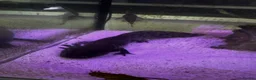 Other/Mixed Breed fish for sale: axolotls  in Morpeth - Advert 2