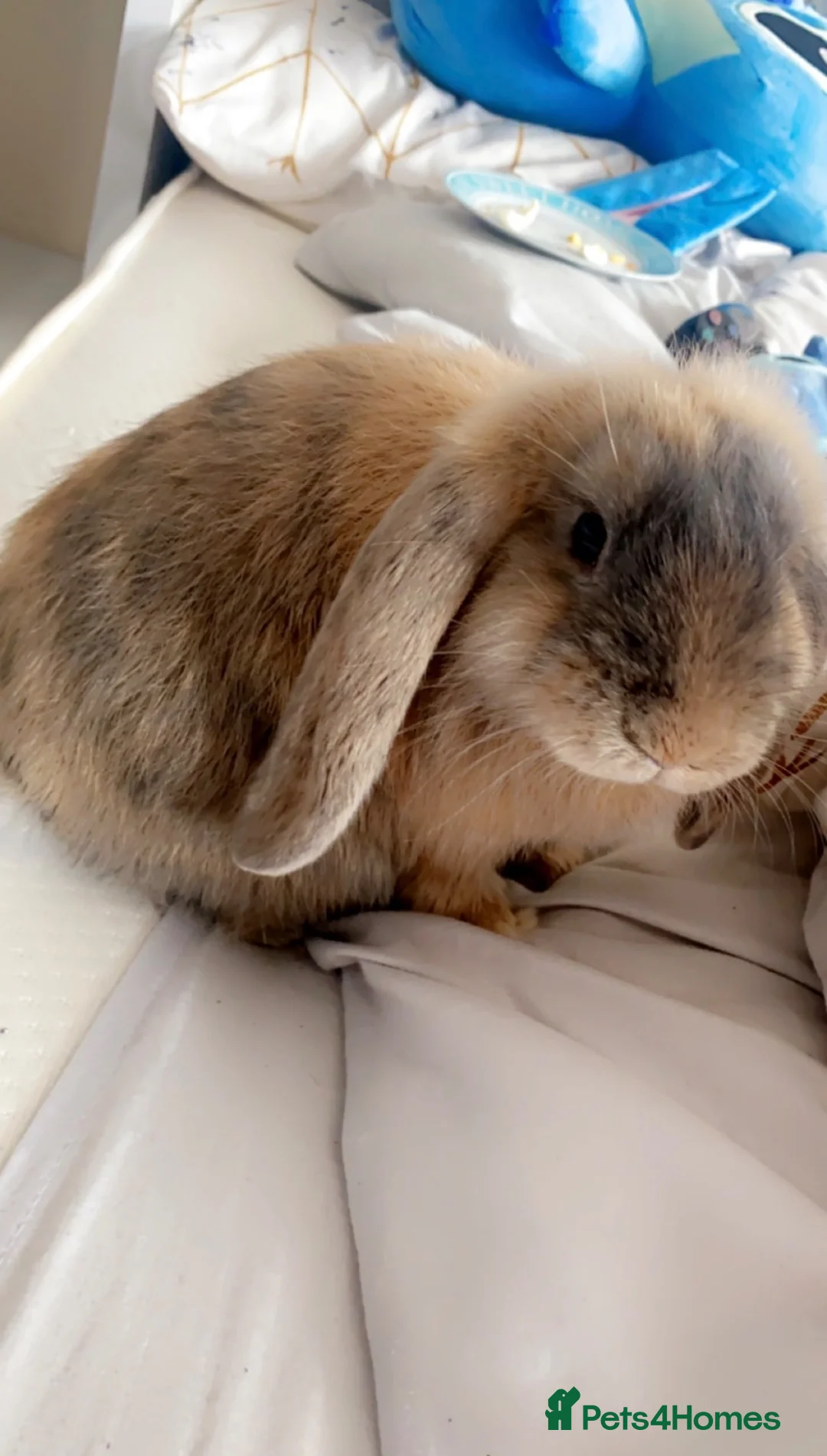 English Lop rabbits for sale: Rabbit  - Advert 4
