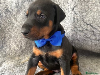 Dobermann dogs - Advert 1