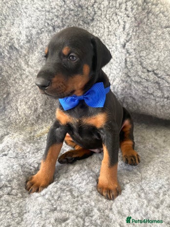 Dobermann dogs - Advert 1