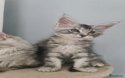 Maine Coon cats for sale: GCCF Registered - Maine Coon Kittens - Image 14