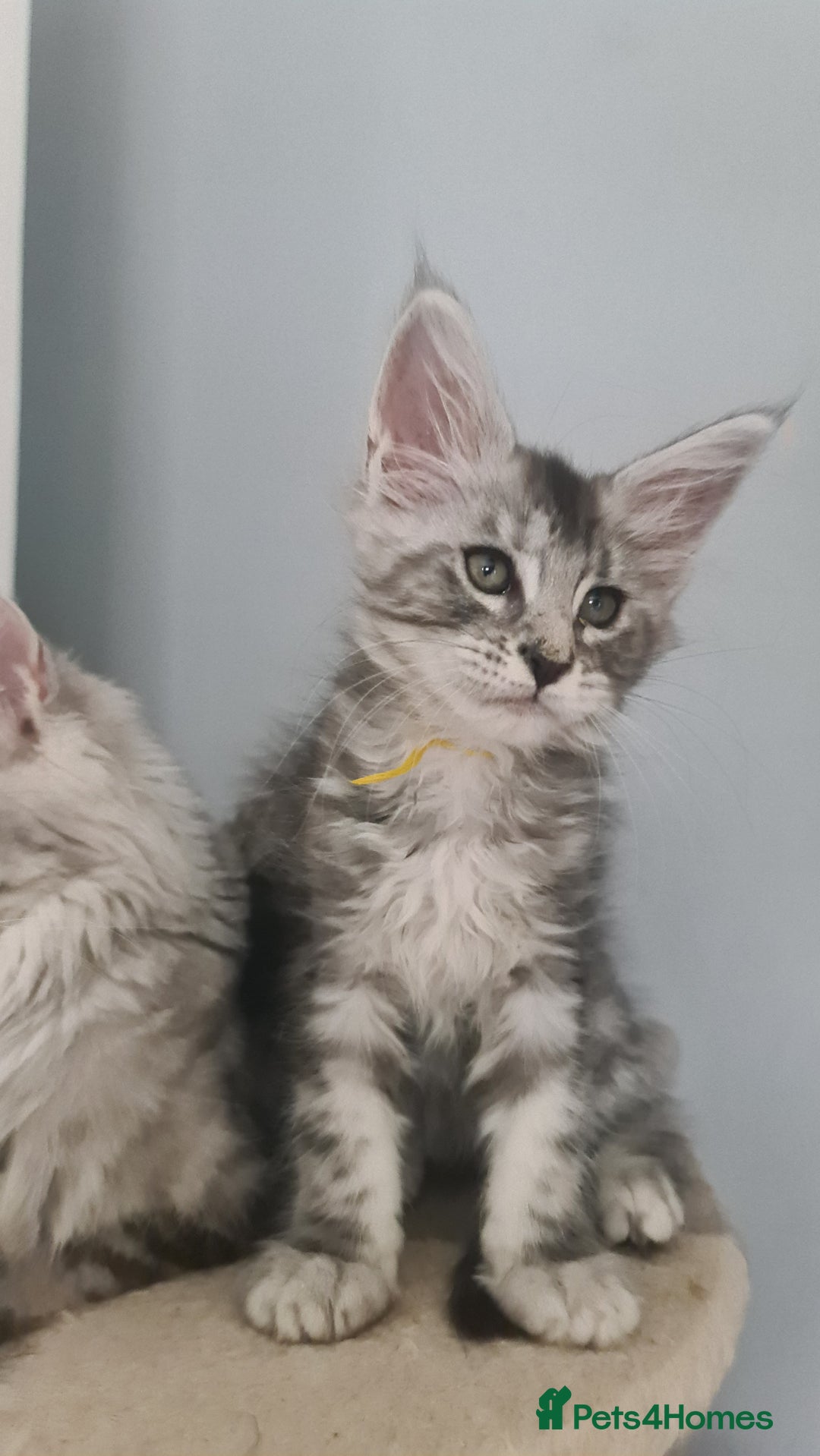 Maine Coon cats for sale: GCCF Registered - Maine Coon Kittens - Image 14