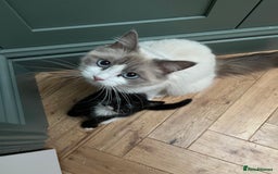 Mixed Breed cats for sale: Ragdoll cross - Image 9