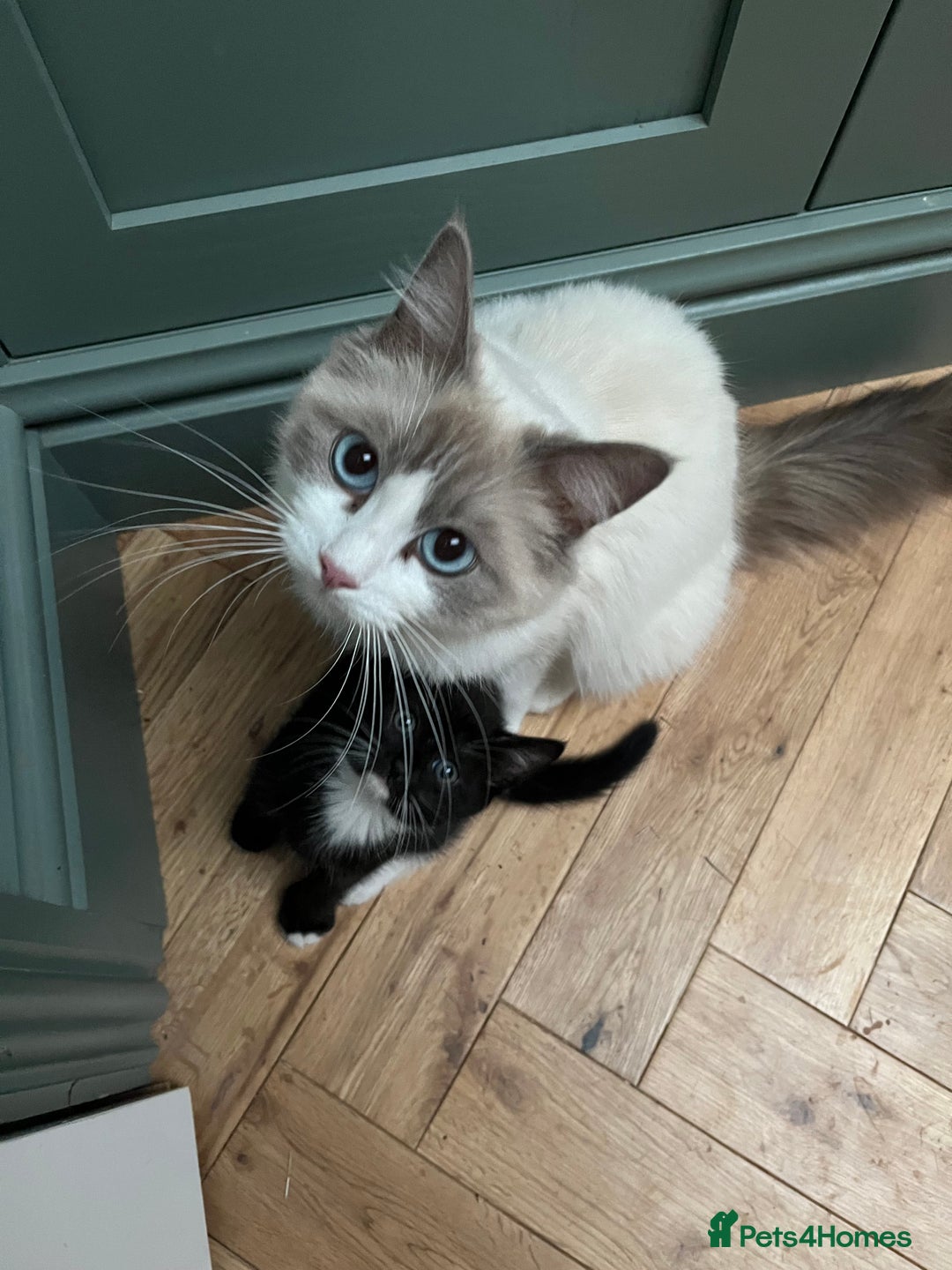 Mixed Breed cats for sale: Ragdoll cross - Image 9