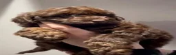 Cockapoo dogs for sale: Chocolate Cockapoo in Keston - Advert 2