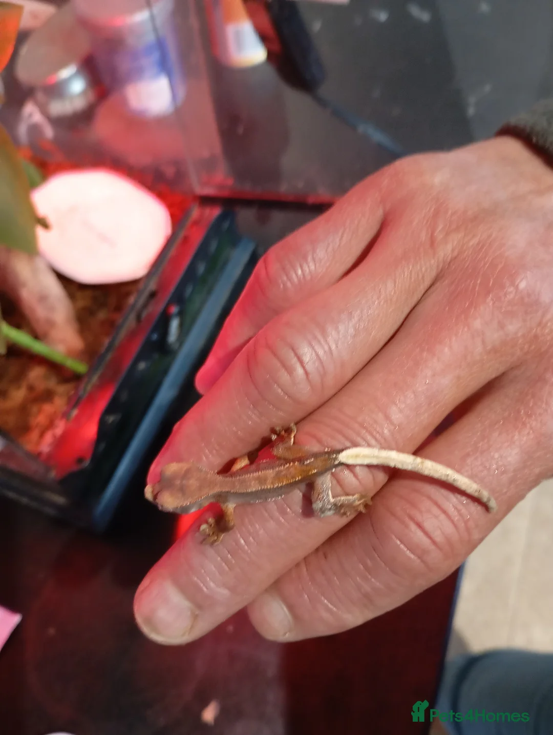 Gecko reptiles for sale: Baby crested gecko 1 month old - Advert 4