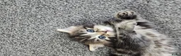 Persian cats for sale: Persian× British short hair(Perdolls) - Advert 34