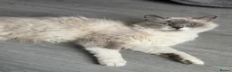 Ragcoon cats for sale: RAGCOONS ragdoll mainecoons  - Advert 35