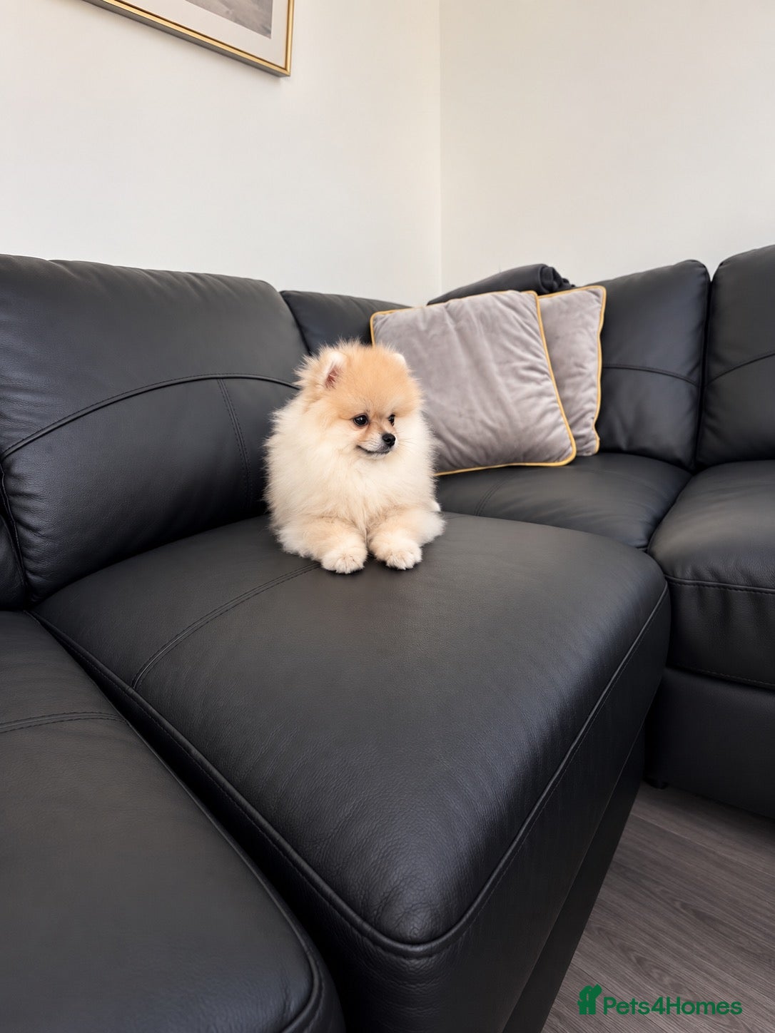Pomeranian dogs 🔥Outstanding 🐻Teddy Bear 🏆 - Advert 2