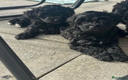 Toy Poodle dogs for sale: 🌟TOY POODLES READY FOR THERE FOREVER HOMES 🌟 - Image 1