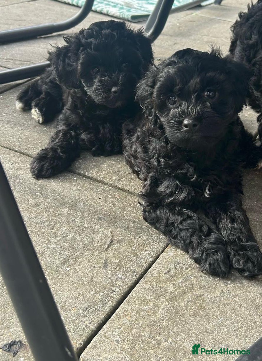 Toy Poodle dogs for sale: 🌟TOY POODLES READY FOR THERE FOREVER HOMES 🌟 - Image 1