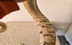 Boa Snake reptiles for sale: 2022 Male Paraglow Boa – 100% het Anery - Image 8