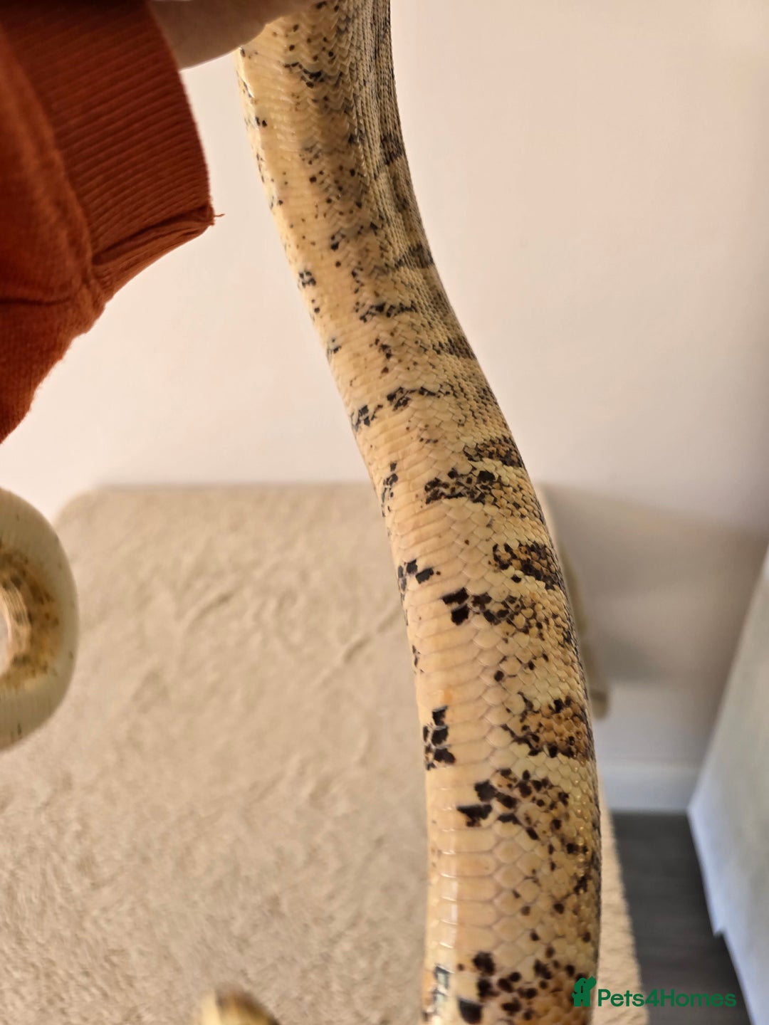 Boa Snake reptiles for sale: 2022 Male Paraglow Boa – 100% het Anery - Image 8