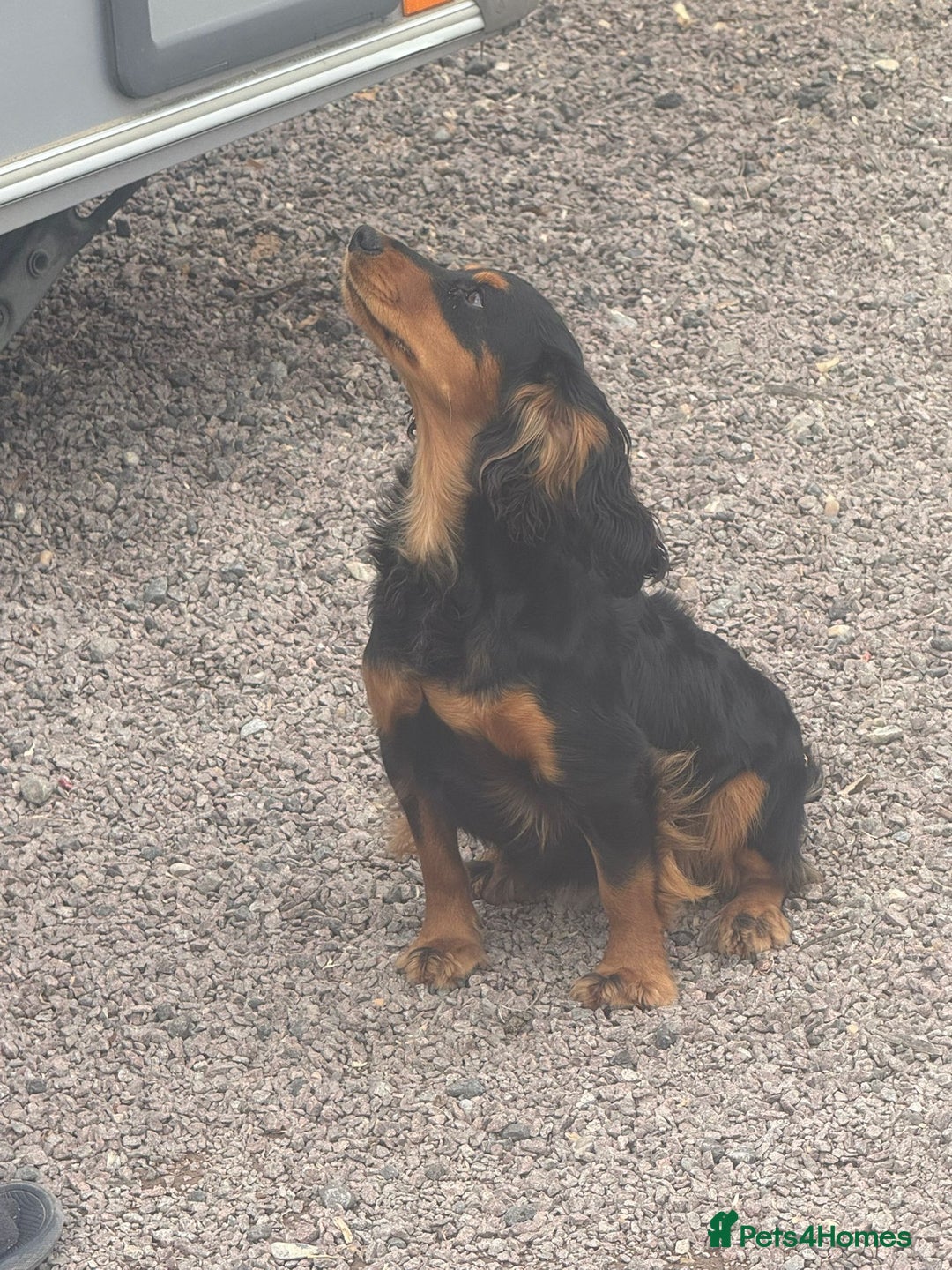 Cocker Spaniel dogs for sale: Working cocker spaniels  - Advert 5