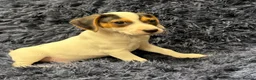 Mixed Breed dogs for sale: Beautiful jackabee pups ready to leave now - Advert 7