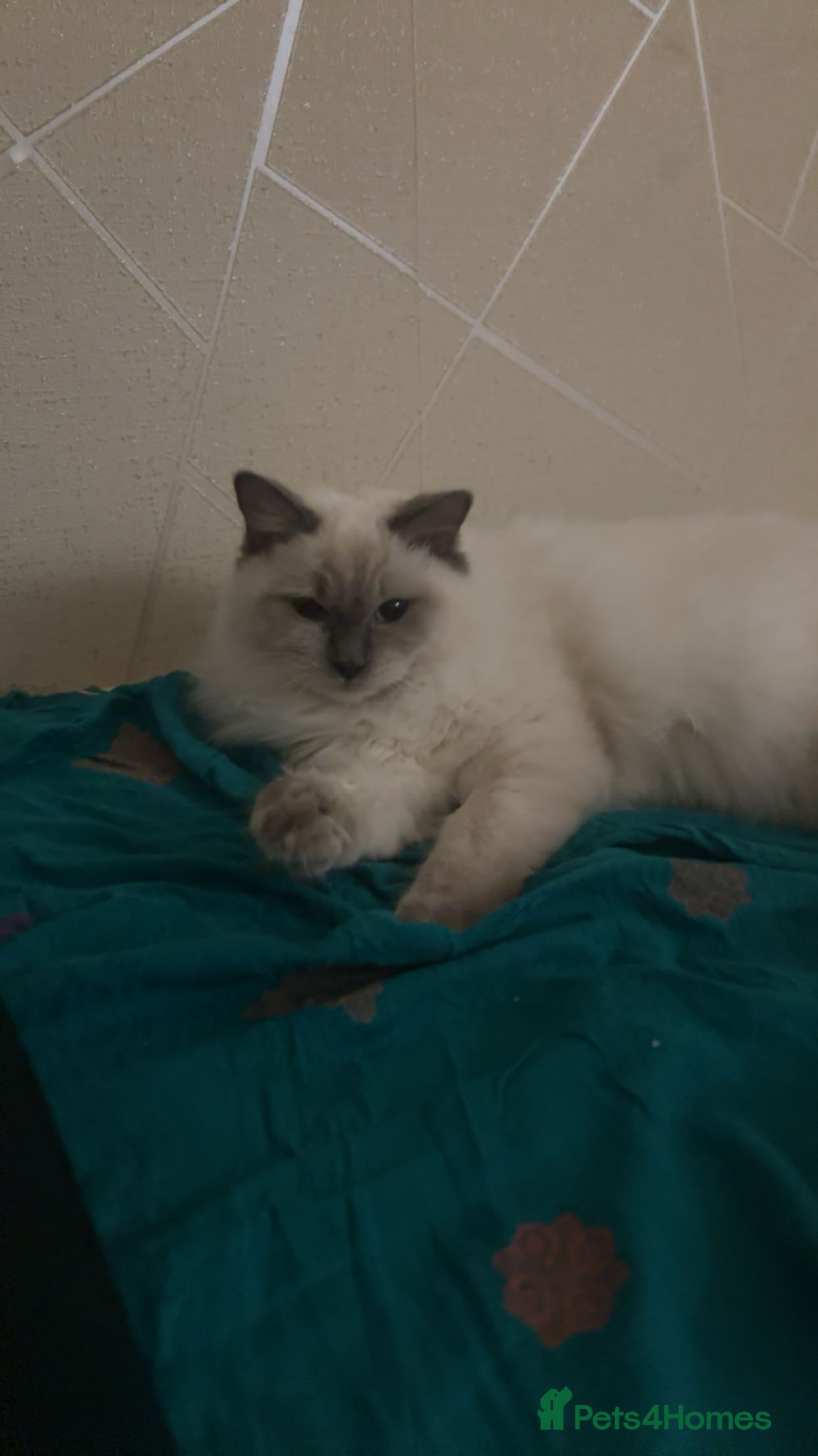 Ragdoll cats FREE 2 Ragdoll kittens - Advert 1