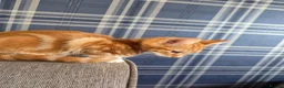 Mixed Breed cats for sale: Two beautiful ginger boys  in Elland - Advert 3