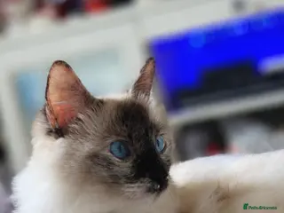 Ragdoll cats Female Tortie Ragdoll cat - Advert 4