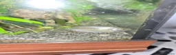 Live Bearers fish for sale: Tropical community fish - Advert 4
