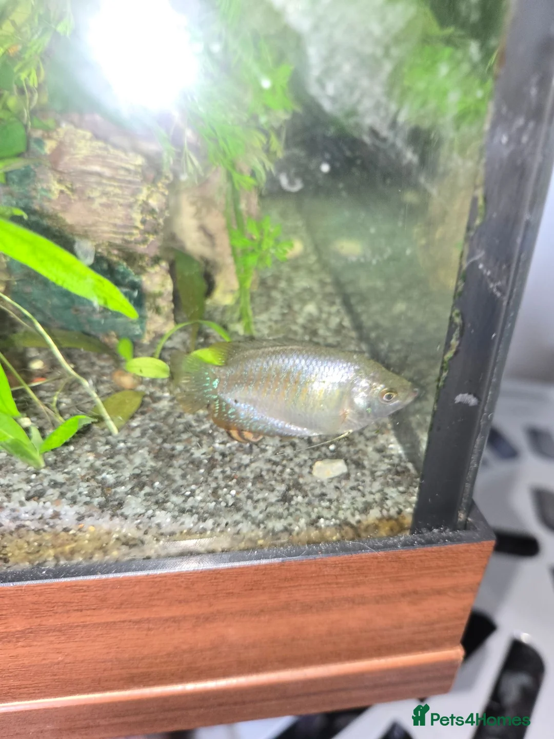 Live Bearers fish for sale: Tropical community fish - Advert 4