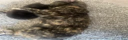 Mixed Breed cats for sale: 7 very cute kittens  - Advert 2