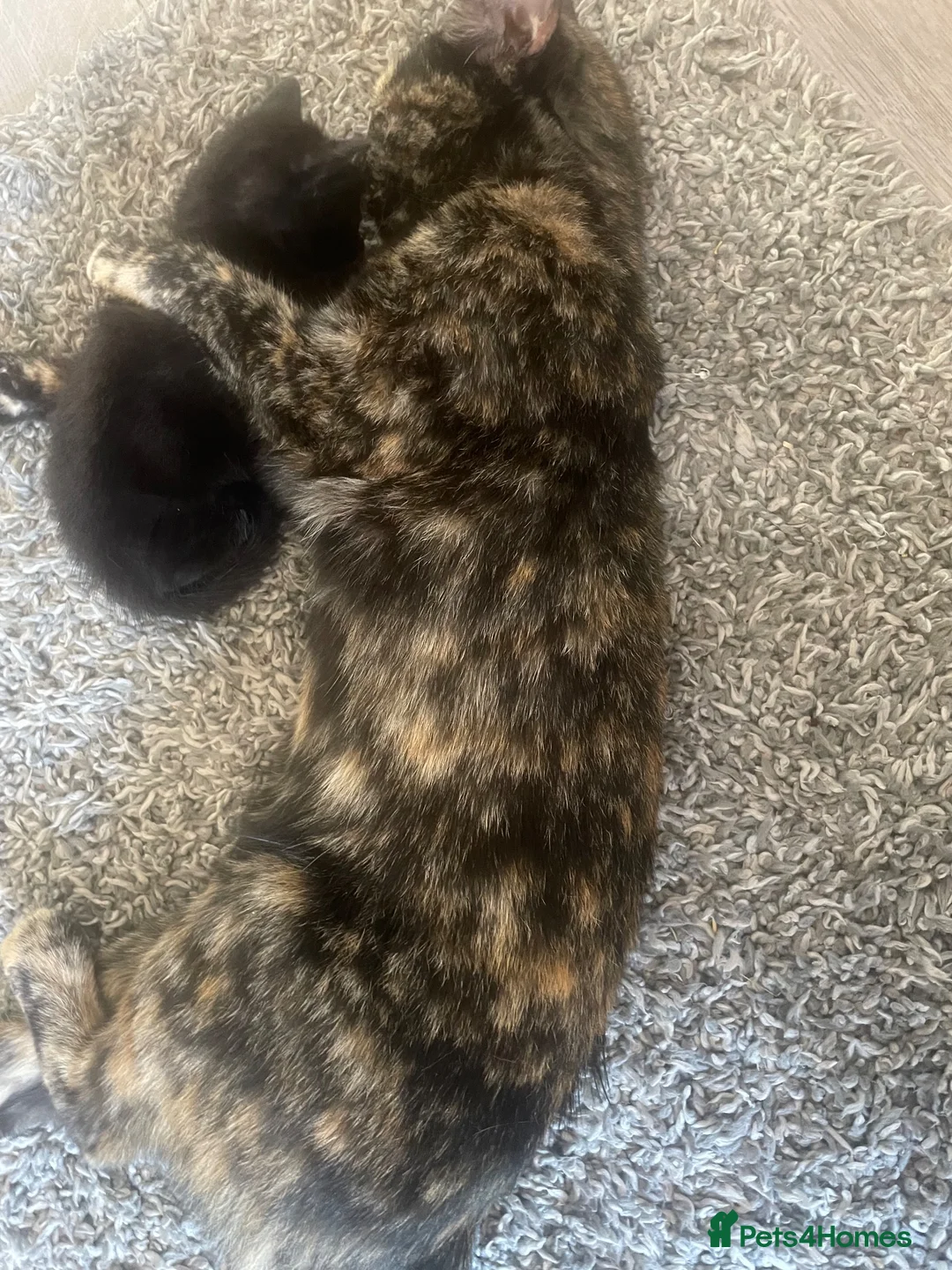 Mixed Breed cats for sale: 7 very cute kittens  - Advert 2