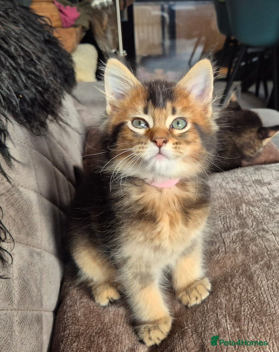 Gallery Image {{count}}