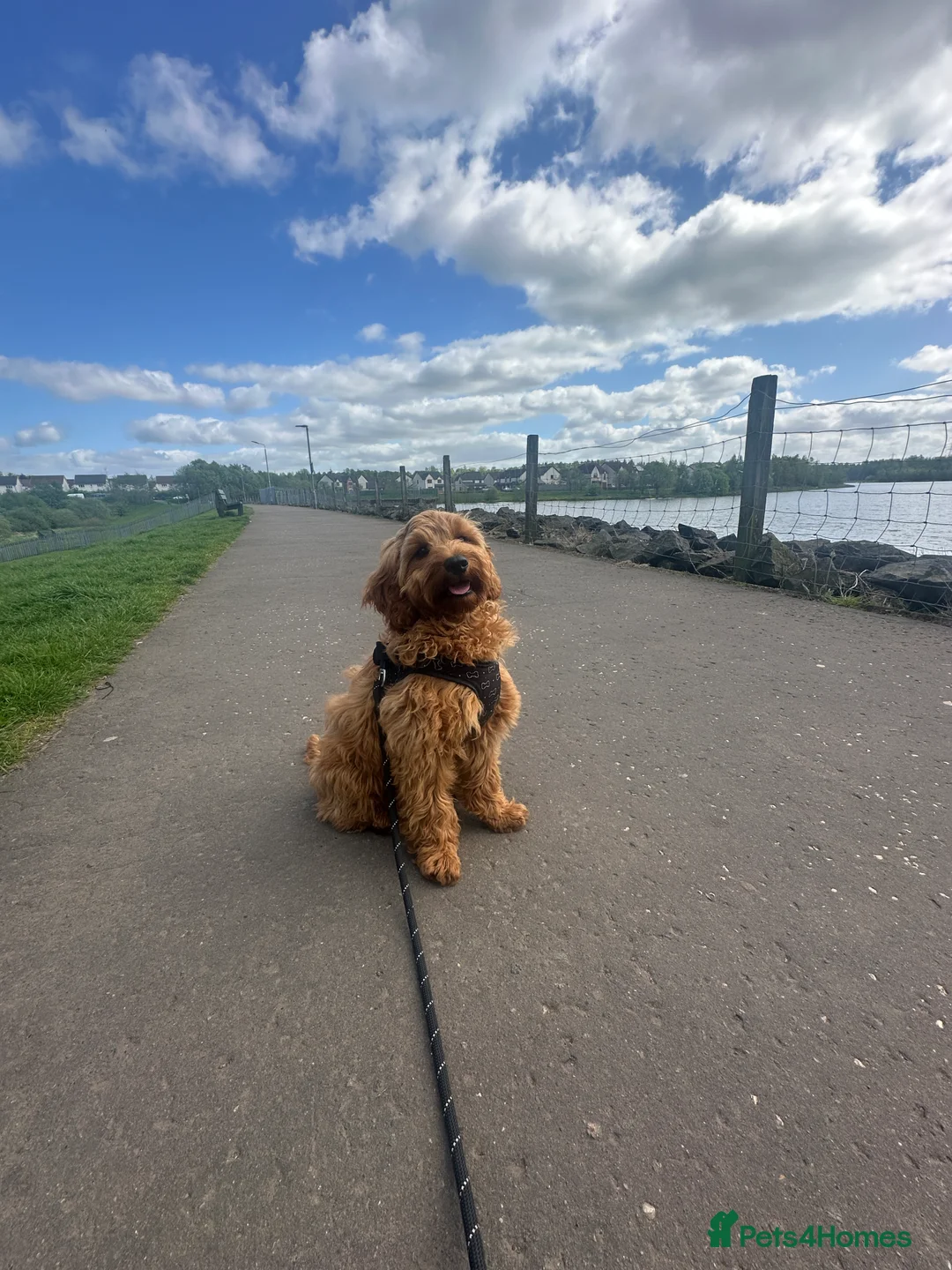 Cockapoo dogs for stud: STUD - DNA Tested Cockapoo (Poodle-Dominant) - Advert 35