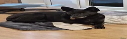 Mixed Breed dogs for adoption: ❤️Mary❤️: 6 years old, medium-sized girl in Lichfield - Advert 4