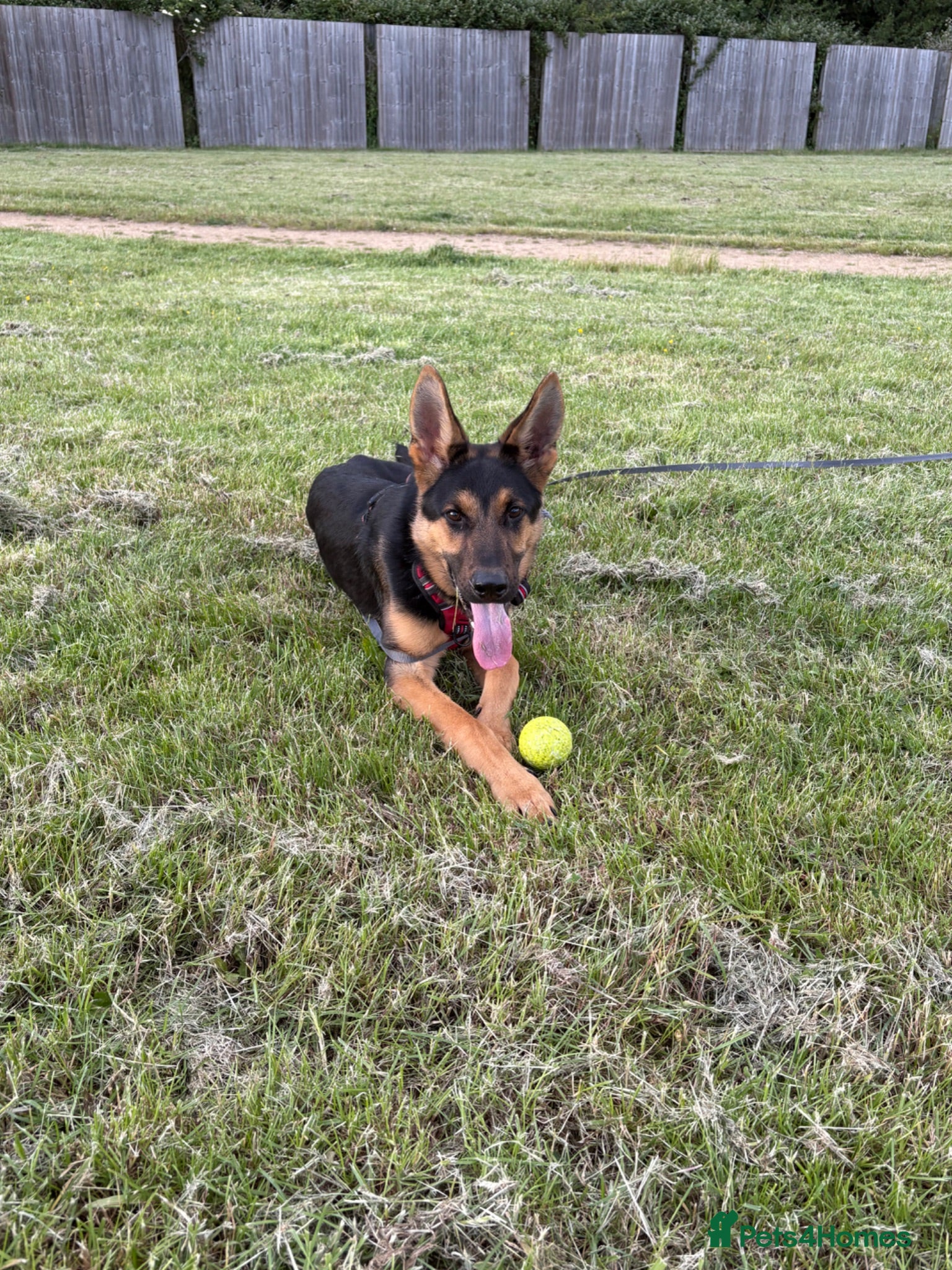 German Shepherd dogs 8 Month Straight Back German Shepard  - Advert 5