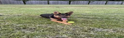 German Shepherd dogs for sale: 8 Month Straight Back German Shepard  - Advert 1